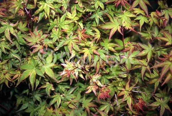 Red blooms; Deciduous; Broadleaf