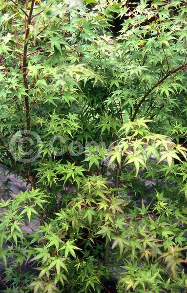 Red blooms; Deciduous; Broadleaf