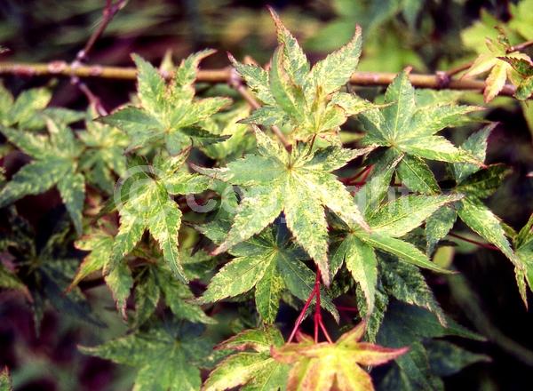 Red blooms; Deciduous; Broadleaf