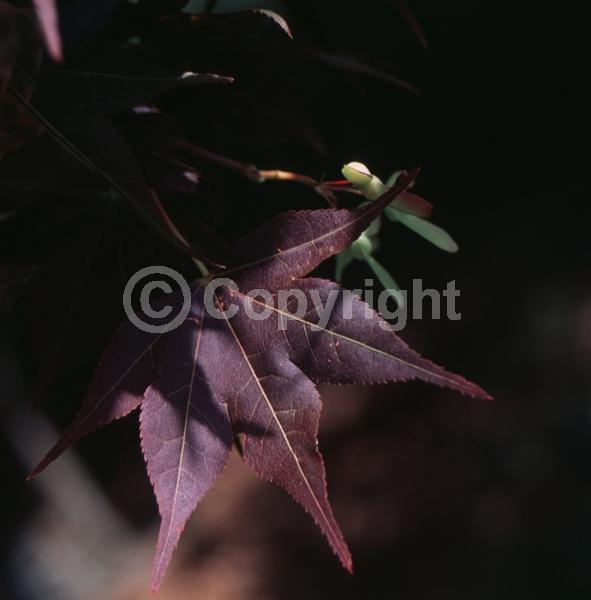 Red blooms; Deciduous; Broadleaf