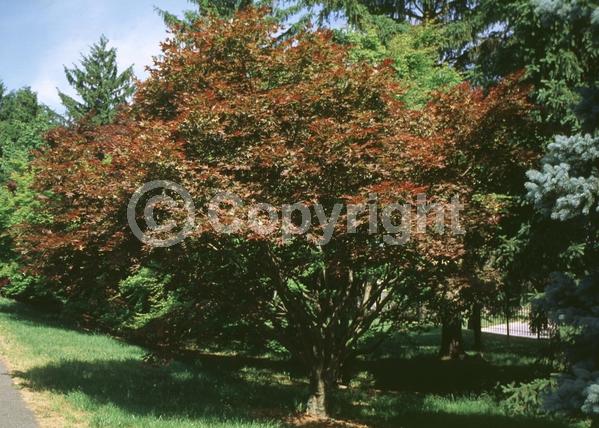 Red blooms; Deciduous; Broadleaf