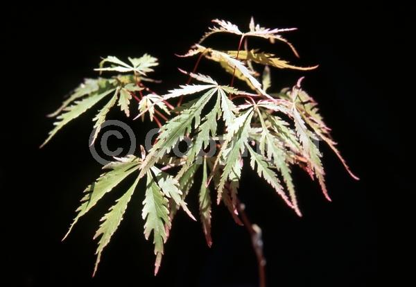Red blooms; Deciduous; Broadleaf