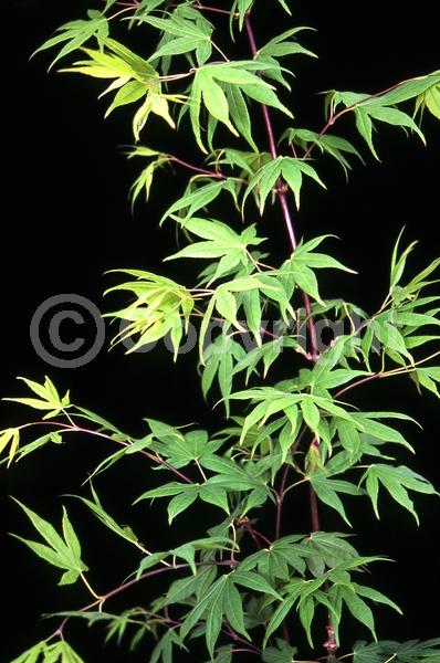 Red blooms; Deciduous