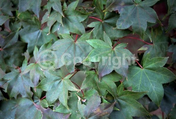 Red blooms; Deciduous