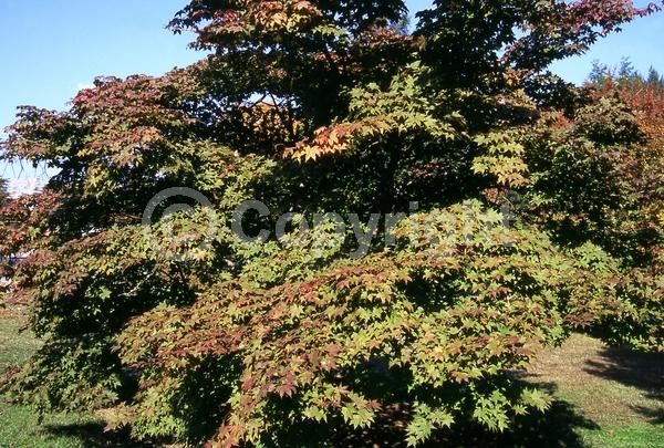 Red blooms; Deciduous