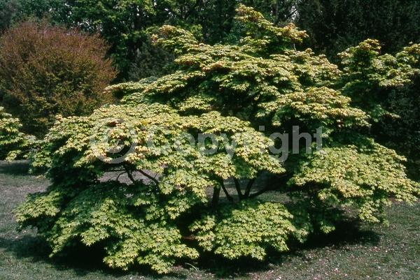 Red blooms; Deciduous