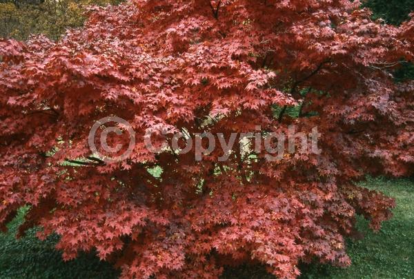 Red blooms; Deciduous