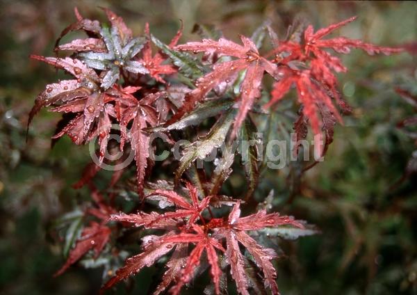 Red blooms; Deciduous