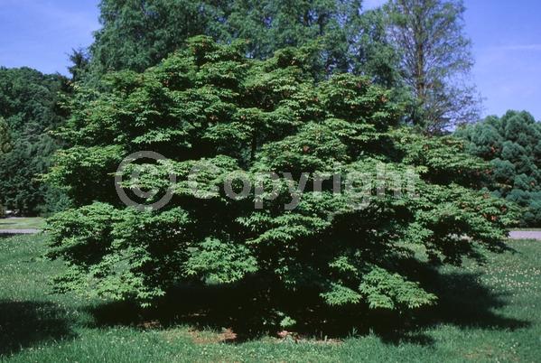 Red blooms; Deciduous
