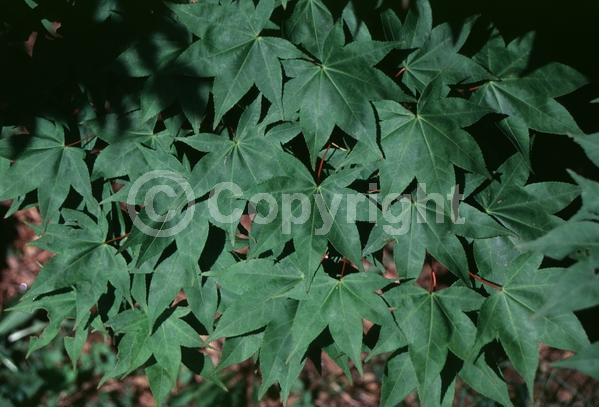 Red blooms; Deciduous