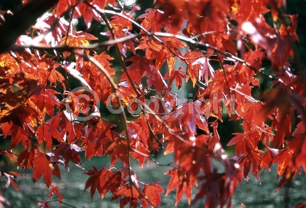 Red blooms; Deciduous; Broadleaf