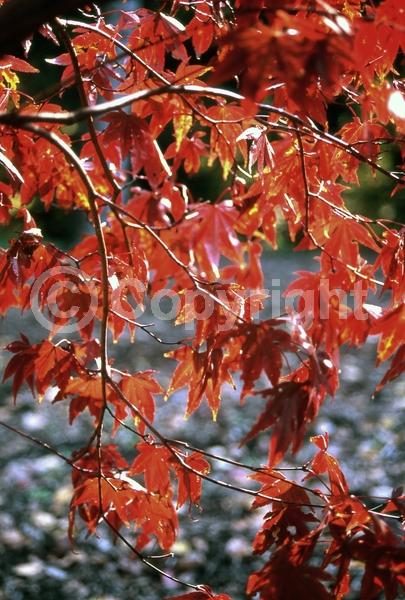 Red blooms; Deciduous; Broadleaf