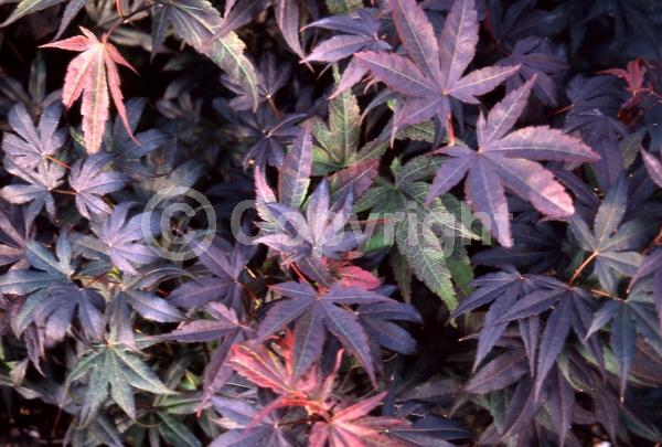 Red blooms; Deciduous; Broadleaf