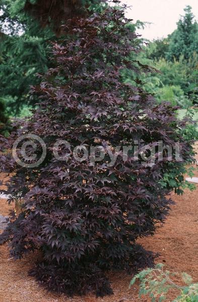 Red blooms; Deciduous; Broadleaf