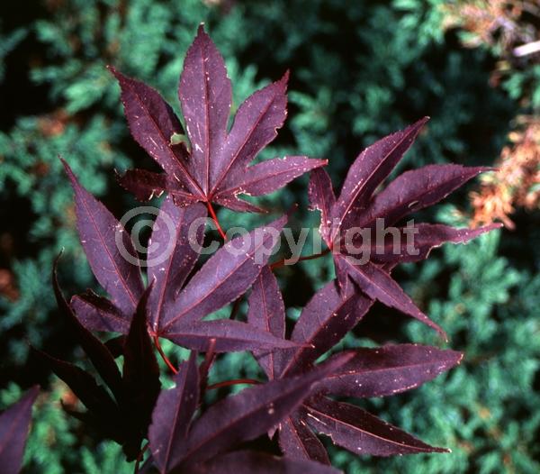 Red blooms; Deciduous; Broadleaf