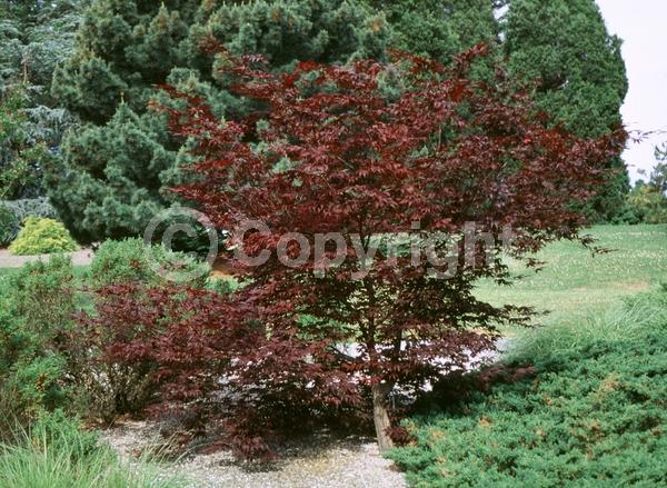 Red blooms; Deciduous; Broadleaf
