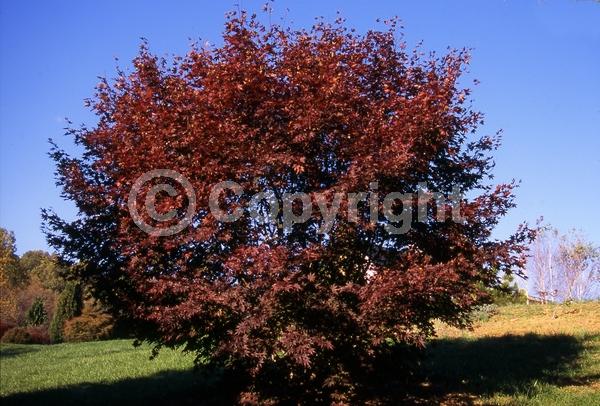 Red blooms; Deciduous; Broadleaf