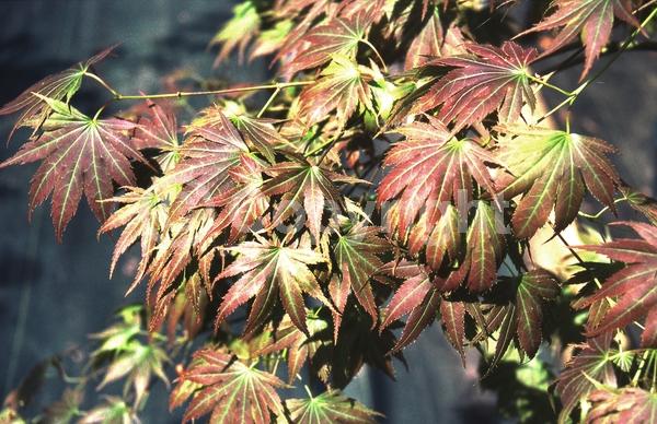 Red blooms; Deciduous; Broadleaf
