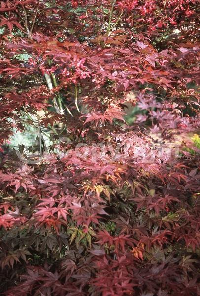 Red blooms; Deciduous; Broadleaf