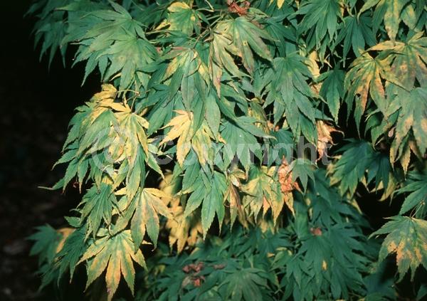 Red blooms; Deciduous; Broadleaf
