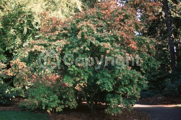 Red blooms; Deciduous; Broadleaf