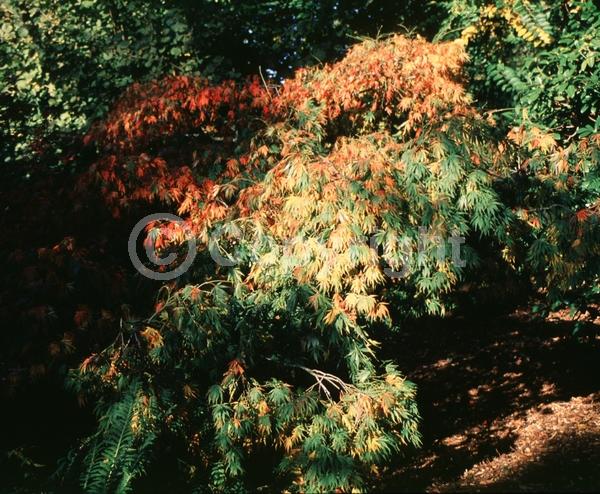 Red blooms; Deciduous; Broadleaf