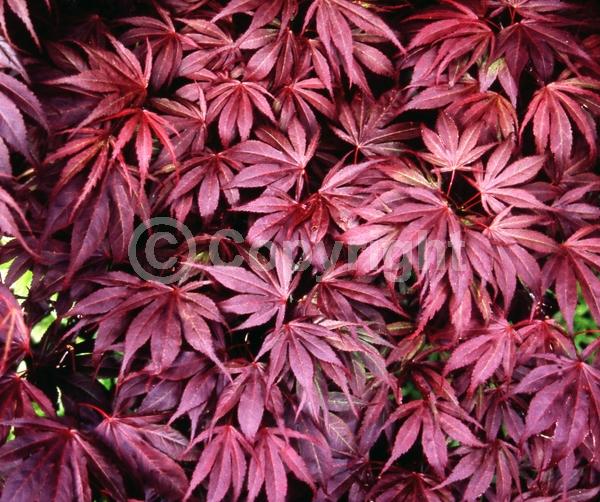 Red blooms; Deciduous