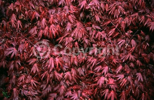 Red blooms; Deciduous