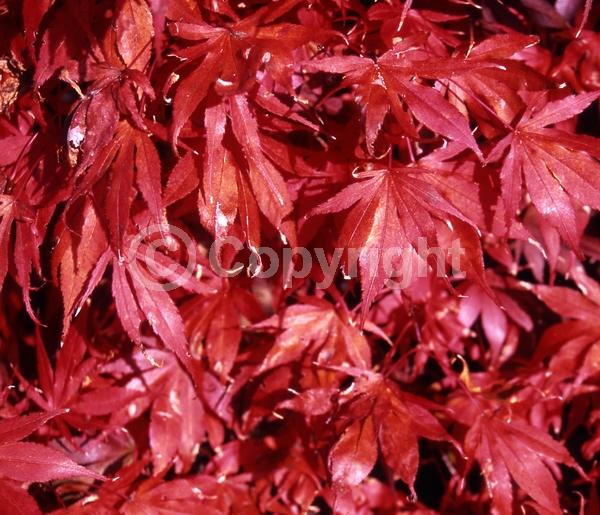 Red blooms; Deciduous