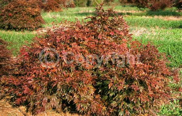 Red blooms; Deciduous