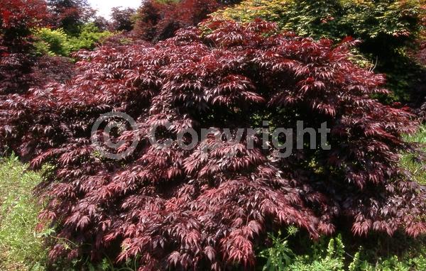 Red blooms; Deciduous