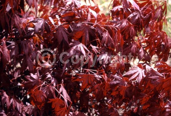 Red blooms; Deciduous