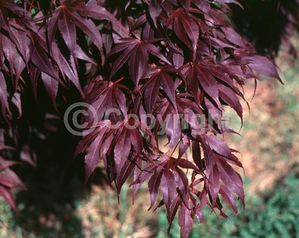 Red blooms; Deciduous