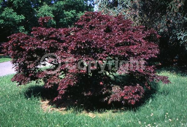 Red blooms; Deciduous