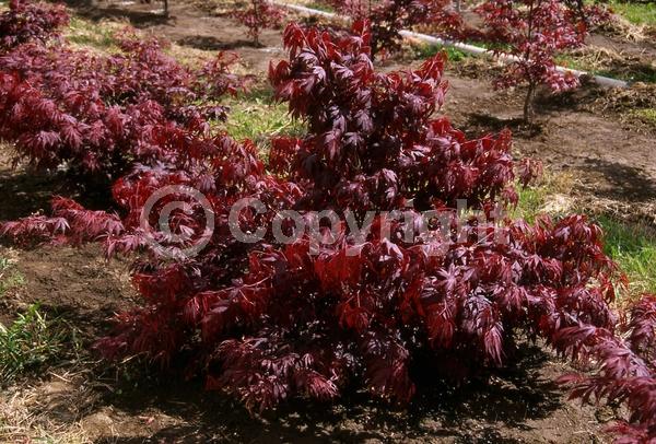 Red blooms; Deciduous