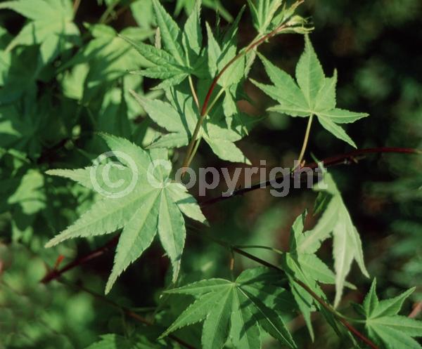 Red blooms; Deciduous; Broadleaf