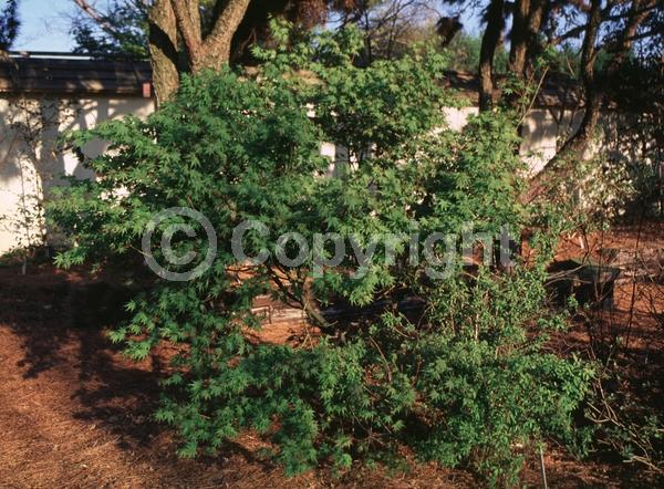 Red blooms; Deciduous; Broadleaf