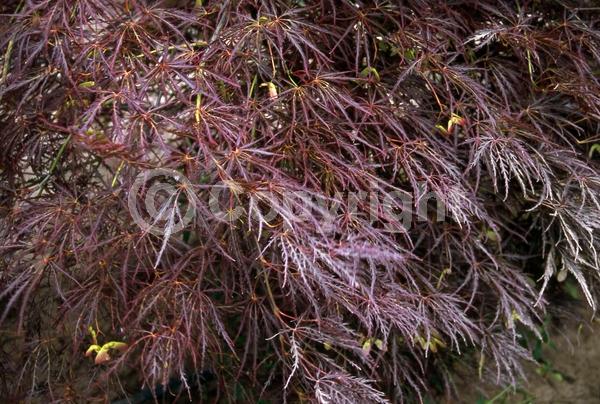Red blooms; Deciduous; Broadleaf