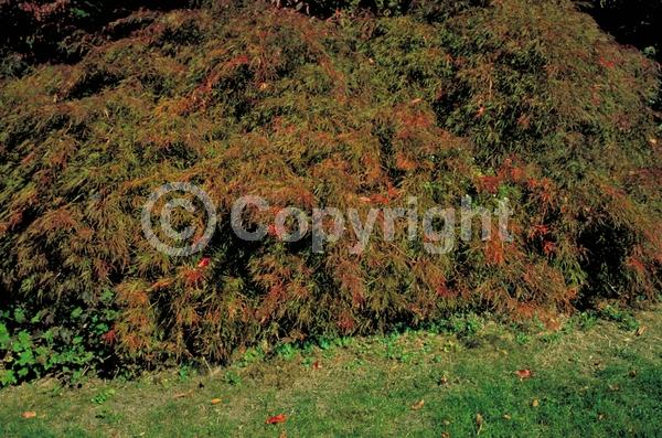 Red blooms; Deciduous; Broadleaf