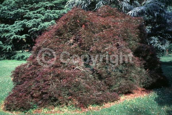 Red blooms; Deciduous; Broadleaf