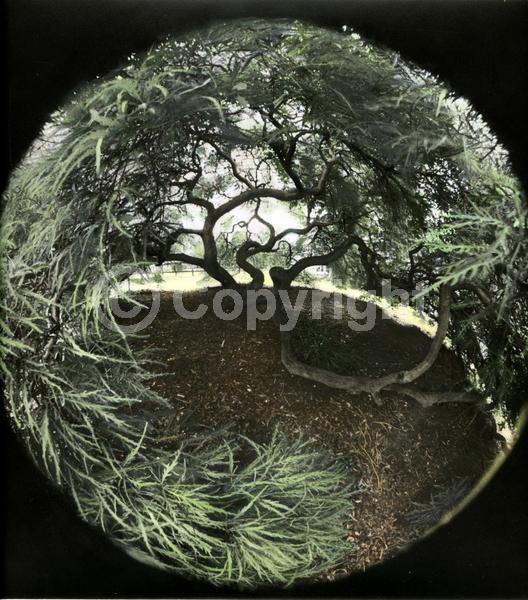 Red blooms; Deciduous; Broadleaf