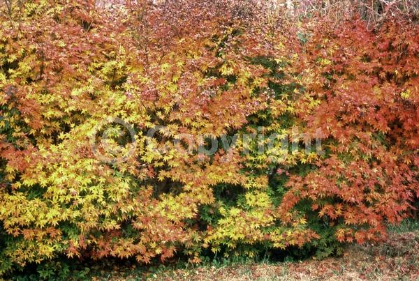 Red blooms; Purple blooms; Deciduous; Broadleaf