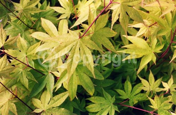 Red blooms; Purple blooms; Deciduous; Broadleaf