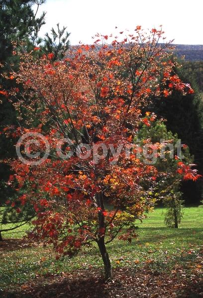 Red blooms; Purple blooms; Deciduous; Broadleaf
