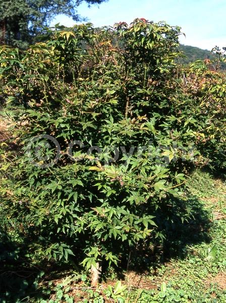 Red blooms; Purple blooms; Deciduous; Broadleaf