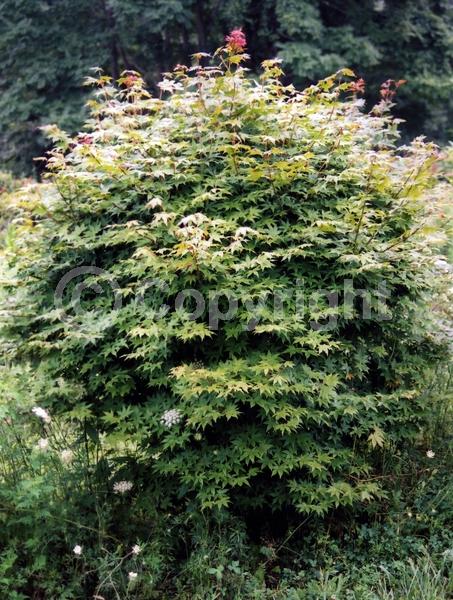 Red blooms; Purple blooms; Deciduous; Broadleaf