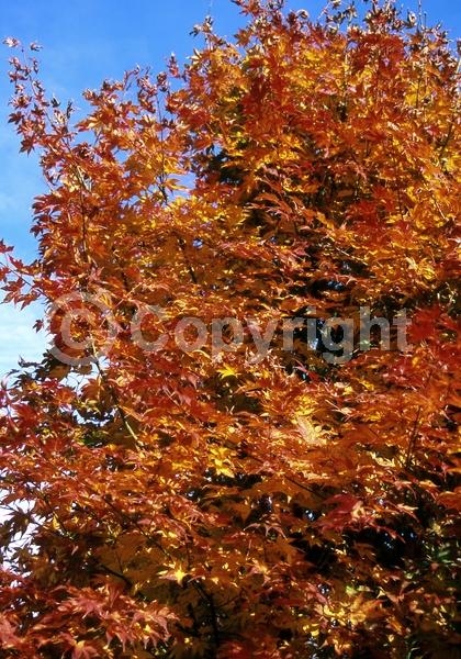 Red blooms; Purple blooms; Deciduous; Broadleaf
