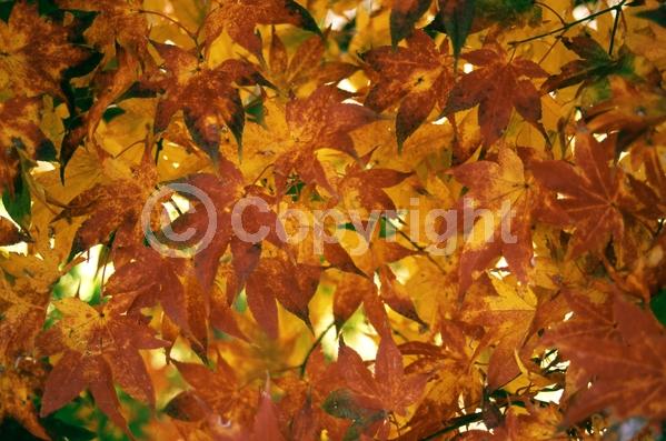 Red blooms; Purple blooms; Deciduous; Broadleaf