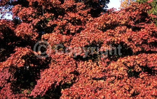 Red blooms; Deciduous; Broadleaf