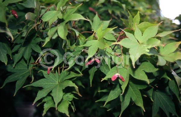 Red blooms; Deciduous; Broadleaf